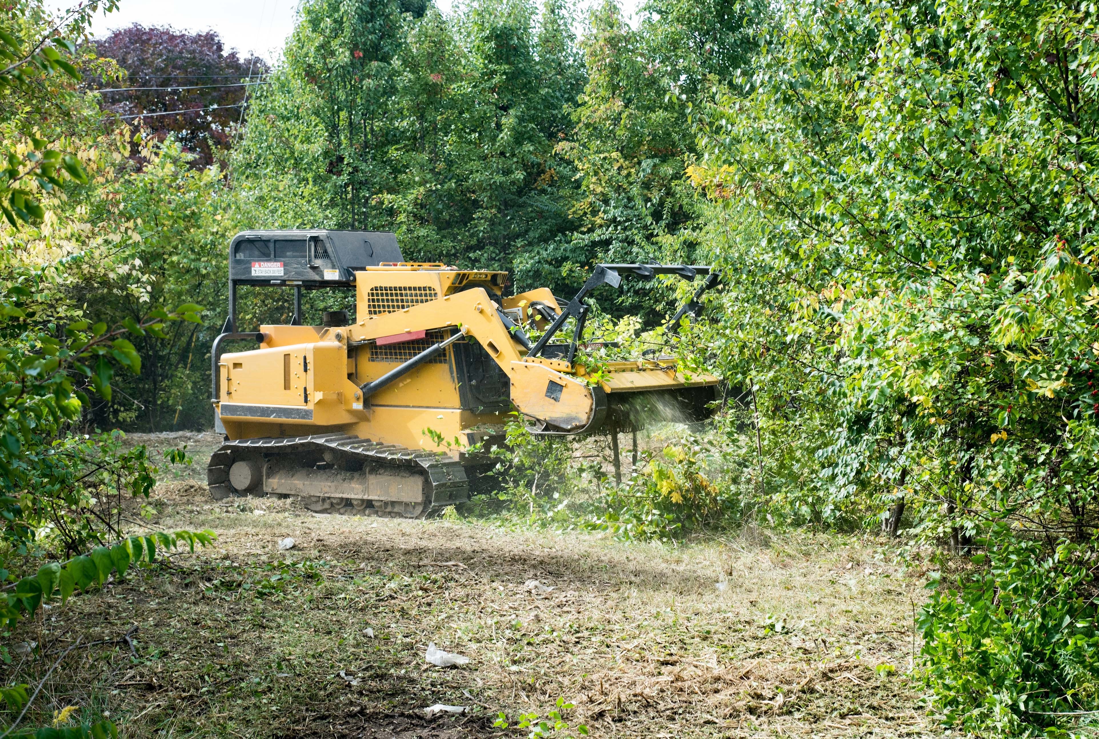 forest, clearing, tree removal, STUMP GRINDING